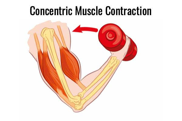 How Muscles Work and Types of Muscle Contractions